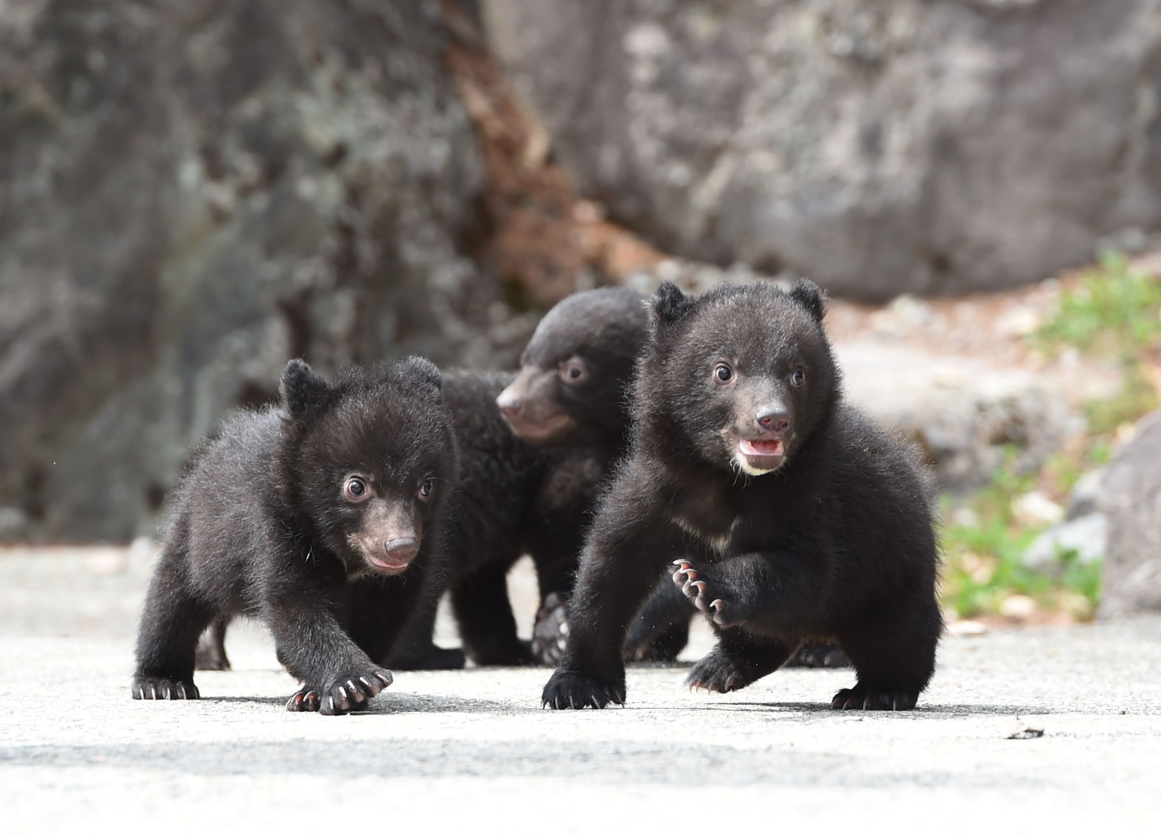 奥飛騨温泉郷観光協会» Archives » 奥飛騨クマ牧場