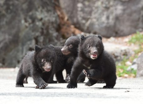 クマ牧場1